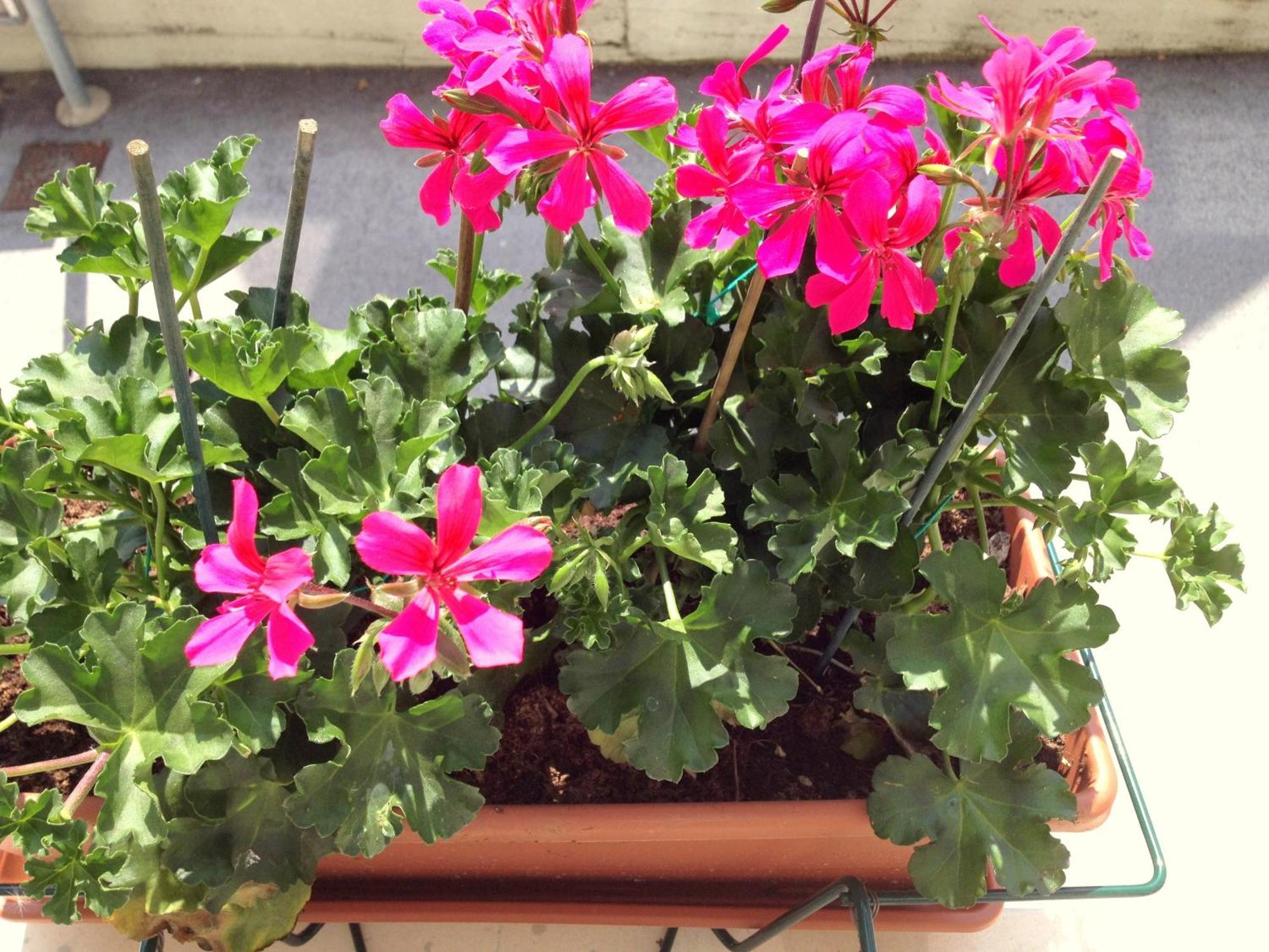 Hotel Villa Cinzia Villanova Mondovì Rom bilde